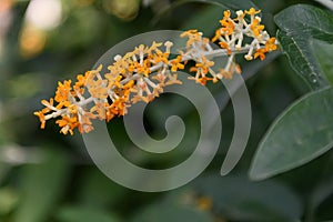 Africa: Madagascar Butterfly Bush Buddleja madagascariensis, with orange flowers photo
