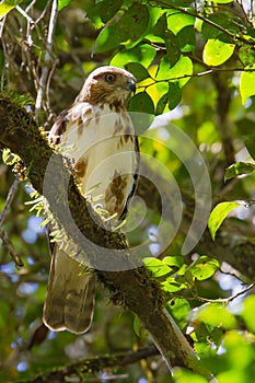 Madagascar Buzzard, Buteo brachypterus photo