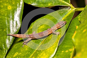 Madagascar Clawless Gecko, Ebenavia inunguis juvenile, Ranomafana National Park, Madagascar wildlife photo