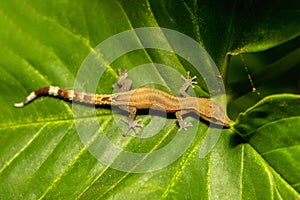 Madagascar Clawless Gecko, Ebenavia inunguis, Ranomafana National Park, Madagascar wildlife photo