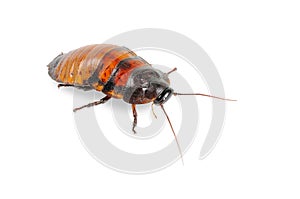 Madagascar cockroach