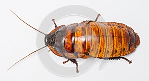 Madagascar cockroach