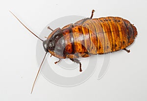 Madagascar cockroach