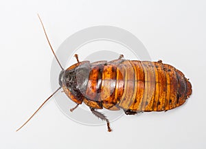 Madagascar cockroach