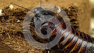 Madagascar cockroach crawls on the ground. Close up