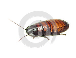 Madagascar cockroach. Isolated on white.