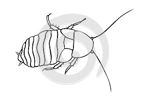 Madagascar cockroach, macro of insects. Pest control. Vector outline illustration in cartoon doodle style, isolated