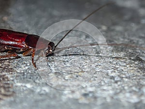 Madagascar cockroach on the street. The domestic cockroach is an insect pest