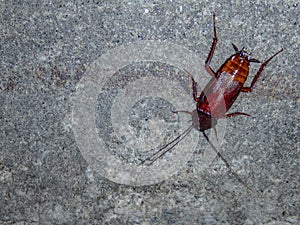 Madagascar cockroach on the street. The domestic cockroach is an insect pest