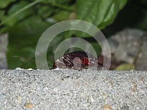 Madagascar cockroach on the street. The domestic cockroach is an insect pest.