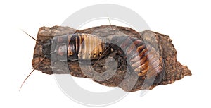 Madagascar cockroaches on tree bark isolated on white background