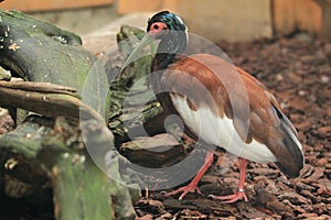 Madagascar crested ibis photo