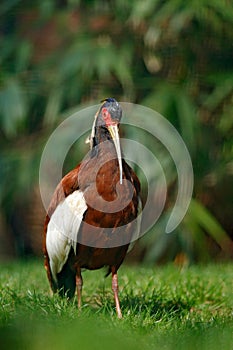 Madagascar crested ibis, Lophotibis cristata, white-winged ibis exotic bird in nature habitat, bird beautiful evening sun light, photo