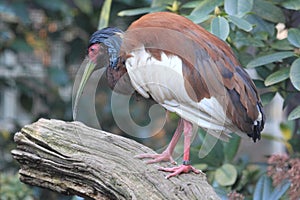 Madagascar crested ibis photo