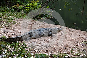 Madagascar Crocodile, Crocodylus niloticus