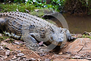 Madagascar Crocodile, Crocodylus niloticus