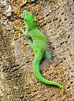 Madagascar day gecko