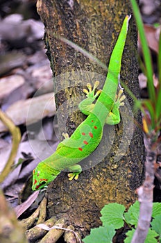 Madagascar day gecko