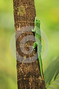 Madagascar day gecko