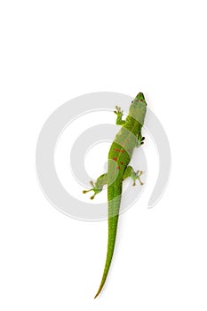 Madagascar Day Gecko