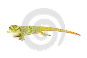 Madagascar Day Gecko