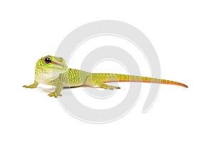 Madagascar Day Gecko photo