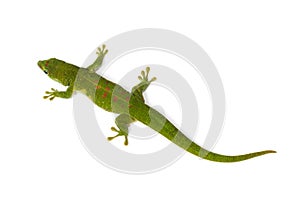 Madagascar Day Gecko