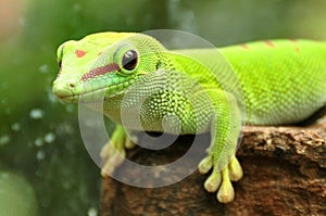 Madagascar Day Gecko,