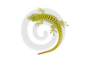 Madagascar Day Gecko