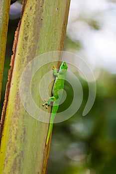 Madagascar day gecko