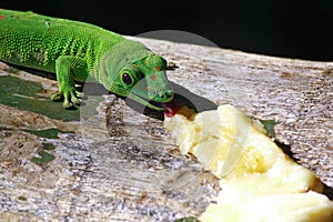 Madagascar day gecko