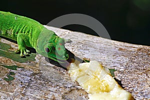 Madagascar day gecko