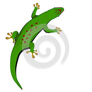 Madagascar day gecko. Green tropical lizard on white background
