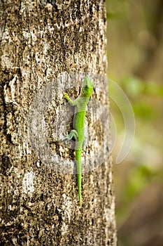 Madagascar day gecko, Phelsuma madagascariensis is emerald Madagascar, in the reserve Tsingy Ankarana, Madagascar