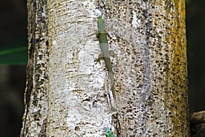 Madagascar day gecko (Phelsuma madagascariensis) female