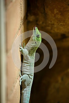 Madagascar day gecko (Phelsuma madagascariensis madagascariensis)