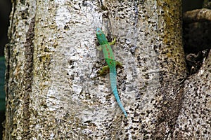 Madagascar day gecko (Phelsuma madagascariensis) male