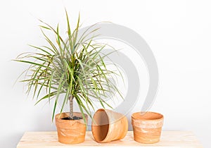 Madagascar dragon tree in a clay pot