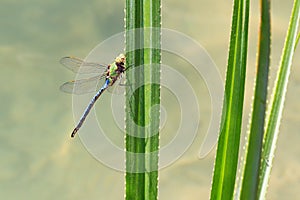 Madagascar dragonfly