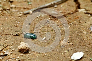 Madagascar emerald pill millipede (Sphaerotheriida) photo