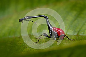 Madagascar endemic. Giraffe weevil, Trachelophorus giraffa, black and red beetle insect on the green leaf. Giraffe weevil on the