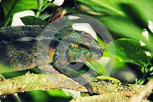 Madagascar endemic lizard chameleon