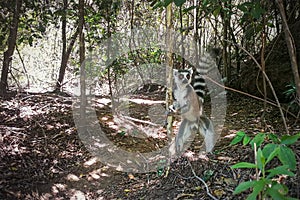 Madagascar endemic ring-tailed strepsirrhini - Lemur catta - in natural jungle habitat, standing on two legs, holding thin tree.