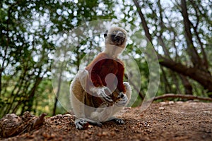 Madagascar endemic wildlife. Coquerel\'s sifaka, Ankarafantsika NP. Monkey in habitat. Wild