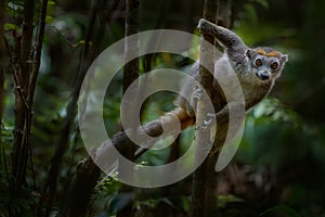 Madagascar forest. Eulemur coronatus, Crowned lemur, AkaninÃ¢â¬â¢ ny nofy, small monkey in the nature habitat, Madagascar photo