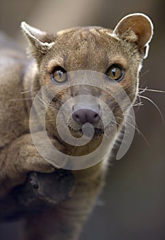 Madagascar fossa hunting cat, africa leopard lion