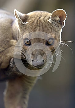 Madagascar fossa hunting cat, africa leopard lion