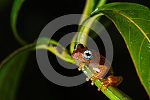 Madagascar frog - Boophis pyrrhus