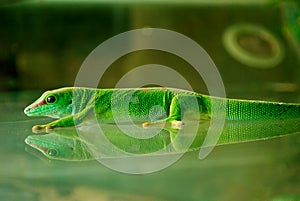 A Madagascar Gecko Sticking On the Glass