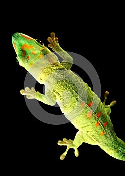 Madagascar Giant Day Gecko